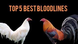 Top 5 Best Bloodlines Aggrisive and Strong Rooster @mel-tv