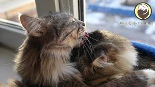 Calming Music for Cats (with cat purring sounds) - Anxiety Relief & Relaxation