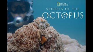 Nat Geo's "Secrets of The Octopus" exclusive: Dr. Alex Schnell talks about these amazing animals