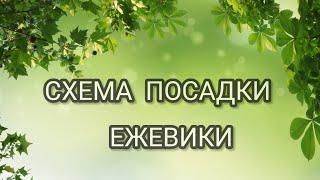 Схема посадки ежевики