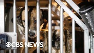 Shelter at Ukraine-Poland border takes in pets stranded in war