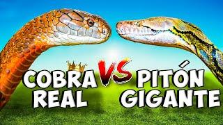 La Serpiente Más VENENOSA del Mundo I Cobra Real VS Pitón Gigante