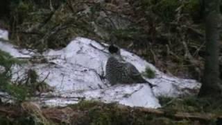 Рябчик на току. Grouse on a lek in Russia