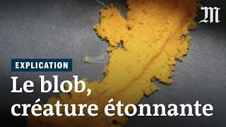 Pourquoi le blob fascine les scientifiques