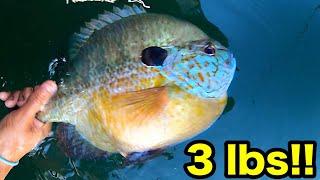 FISHING FOR 3 POUND BLUEGILL!!! (UNBELIEVABLE)