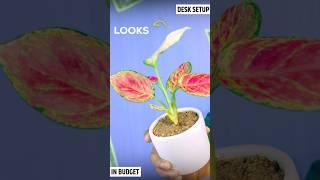 STOP Wasting Money on the WRONG Desk Setup!  #aglaonema #desksetup #indoorplants