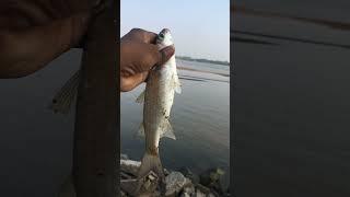 Big fish hunting on the river in Telugu.(mullet fish catching the easyway)#blogger#fishing #blogger