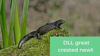 District Level Licensing for great crested newts – our story