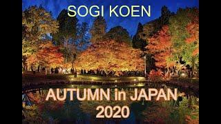 AUTUMN IN JAPAN 2020 [Autumn Leaves in Sogi Koen, Toki, Gifu Ken]