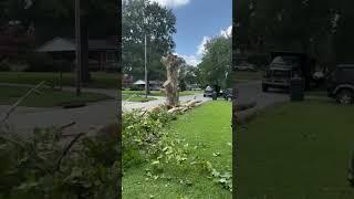 Massive dead sycamore tree removal in Garner NC | Kenny’s Tree Removal