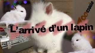 L'ARRIVE D'UN LAPIN DE A à Z - VLOG