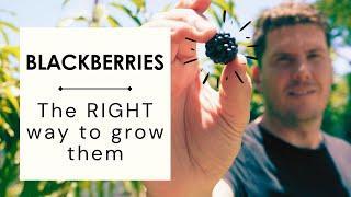 How to grow Blackberries & maximising blackberry fruit production
