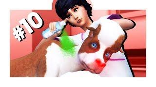 The Sims 4 Кошки и собаки #10 ЛУЧШИЙ ВЕТЕРИНАР!