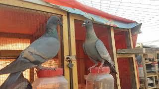 Karachi jauhar pigeons club Pakistan