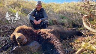 Alaska Brown Bears