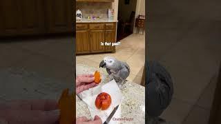 Einstein eats a persimmon for the first time. #africangreyparrot #takingparrot #shorts