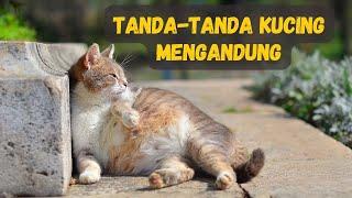 8 Tanda Kucing Mengandung & Kucing Bunting Berapa Lama?