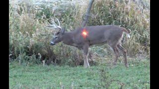 Mega 8Pt  Buck Zane Bullard