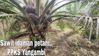 Sawit Idaman Petani PPKS Yangambi,. Super Babon