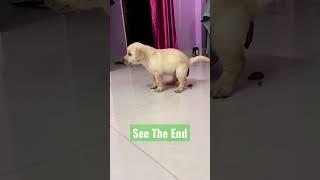 Dog Potty #shorts #dog #comedy #viral #shortvideo