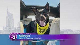 Midnight Is ReadyTo Be Your Adventure Buddy