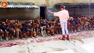 Top 10 Most Disciplined Dogs I've Ever Seen Compilation 2017