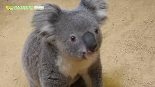 【東山動植物園公式】いぶき、飼育員が大好き《 コアラ 》