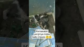 Baby Kucing Meong-meong Nyariin Induknya