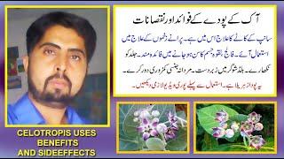 madar / aak kay poday kay fawaid aor nuqsanat | calotropis/milkweed uses benefits and sideeffects |