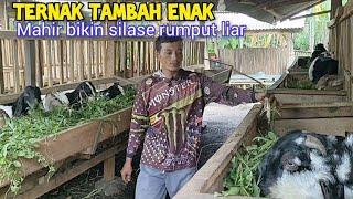 Cara Silase Rumput Liar  Obat Kambing Kembung, Keracunan, Ciri Kambing Cerewet