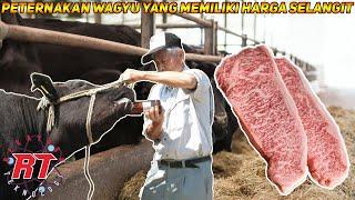 Begini Proses Peternakan Sapi Wagyu Jepang Termahal Di Dunia