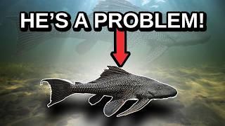 The Most Destructive Invasive Fish  - The Common Pleco