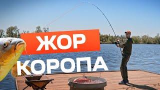 ЖОР КОРОПА ПЕРЕД НЕРЕСТОМ! Народний карпфішинг