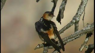 Hirondelle rousseline - Red-rumped Swallow - Rötelschwalbe ( Hirundo daurica )