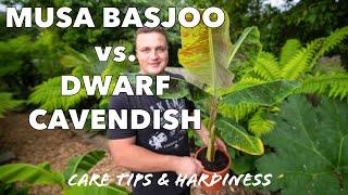 Buying & Growing your First Banana Plant: Dwarf Cavendish vs. Musa Basjoo Care Tips