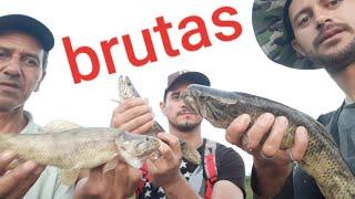 Muita traira com marcelo 3103 pescadores de arroio  e moreira