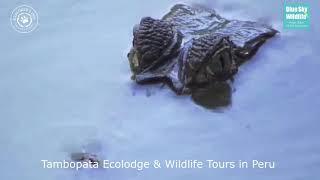 Tambopata Ecolodge & Wildlife Tours | Explorer's Inn Tambopata Ecolodge