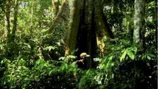 Amazon Rainforest - Paul Rosolie