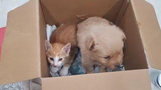 Rescued Little Puppy Who Was Abandoned With A Cat In A Carton - They Found New Happiness