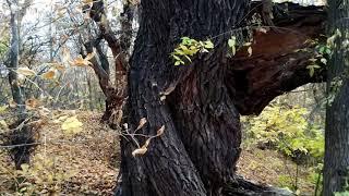 Autumn forest in Full HD 1080p 60fps. Old trees. Driftwood. Relax video. Autumn forest footage.