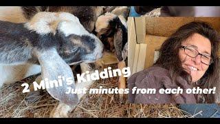 2 Perfect Baby Goat Births | Perfect Full Baby Goat Birth