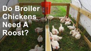 Do Broiler Chickens Need a Roost?