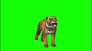 Футаж тигра / tiger на зелёном фоне - хромакей