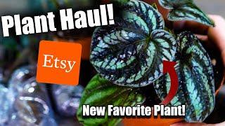 Etsy Plant Unboxing || Insane Houseplant Foliage!