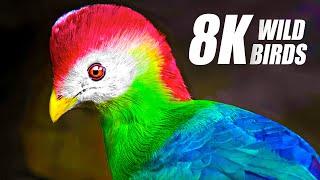 The Most Exclusive Birds Collection in 8K HDR 60FPS ULTRA HD