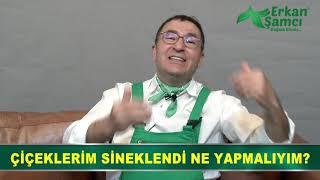 Erkan Şamcı Anlatıyor Çiçeklerim Sinekleniyor Ne Yapmalıyım? Çiçek Sinekleri Nasıl Yok Edilir? #