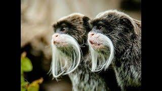 Emperor Tamarin Compliation