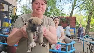 Понівечене прифронтове місто Вугледар. Вода, корм для тварин, посилки від рідних. 4.06.2024