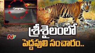 Tiger Spotted Roaming At Srisailam Ghat Road , Officials Alert Public | Ntv