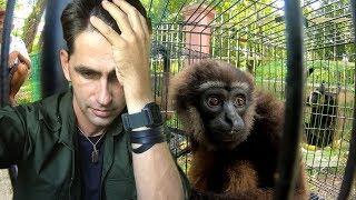 SO MANY SAD GIBBONS RESCUED... This breaks my heart.